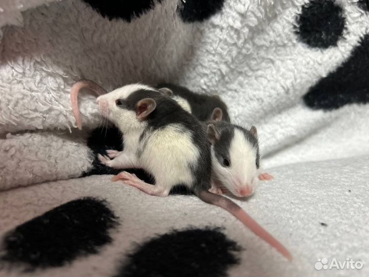 Крыса дамбо