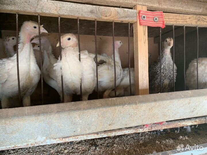 Перепела живыми и мясов разного возраста