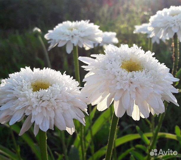 Ромашка Французская