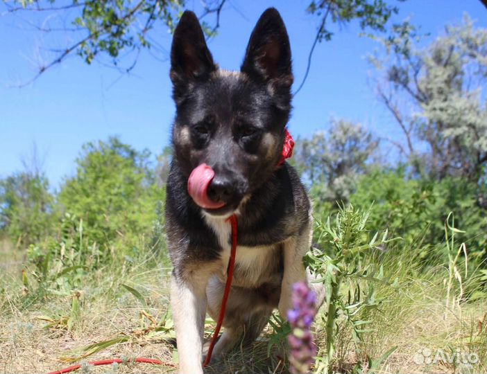 Собака Эмили