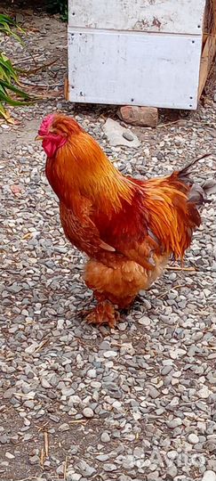 Петух брамо