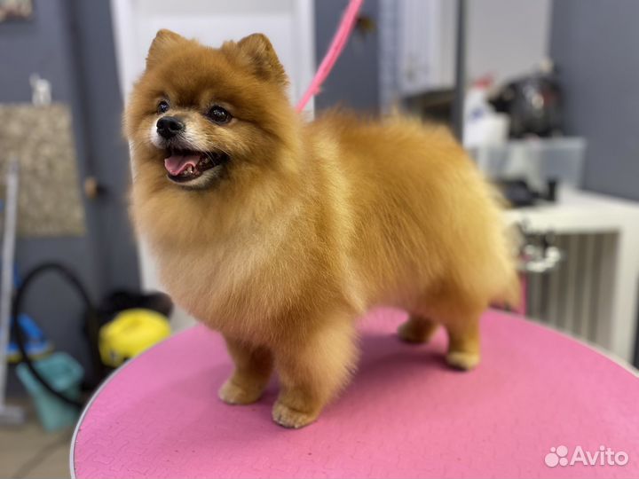 Модель на груминг