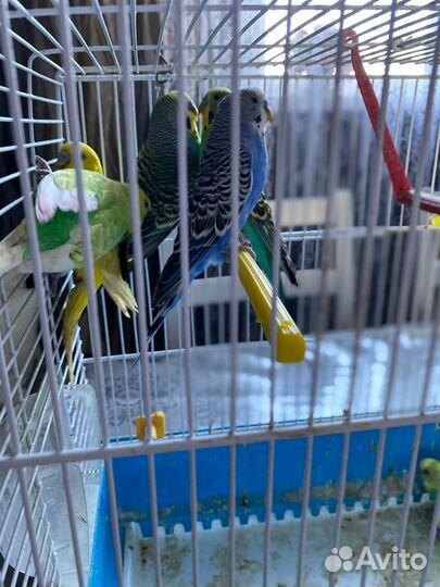 Волнистый попугай