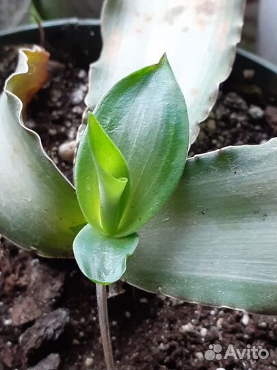 Мурдания комнатный цветок