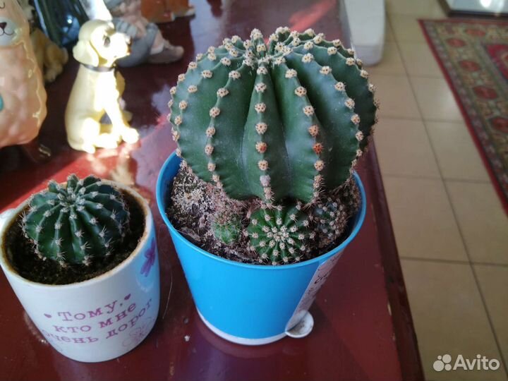 Кактус цветущий