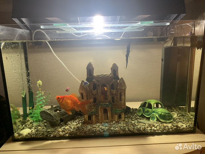 Аквариум с рыбами