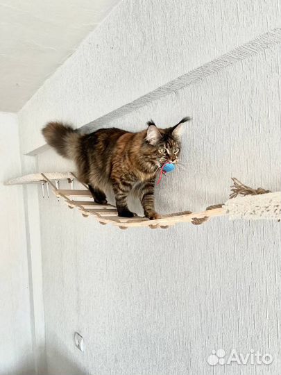 Настенный игоровой комплекс для кошек Новый