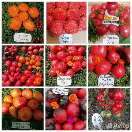 Семена сортовых томатов