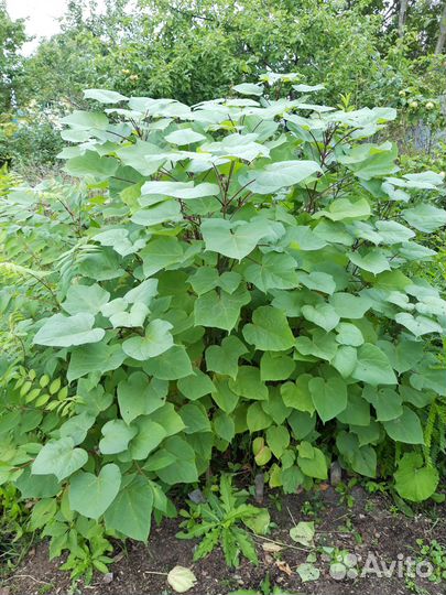 Саженцы древесных растений окс