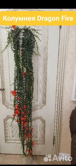 Колумнея Dragon Fire