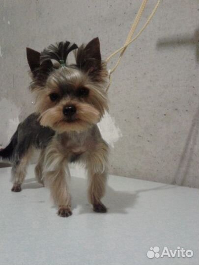 Груминг собак и кошек