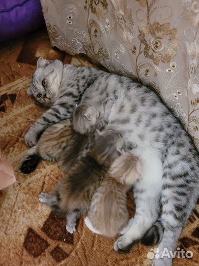 Шотландская вислоухая кошка бесплатно