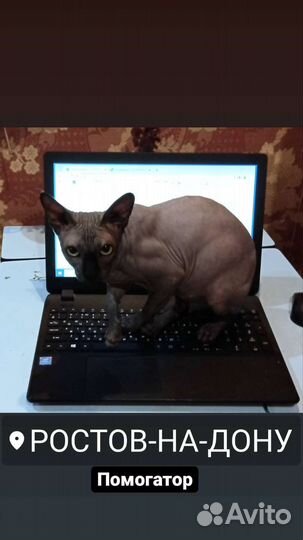 Канадский сфинкс вязка