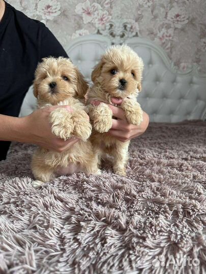 Мальтипу ф1