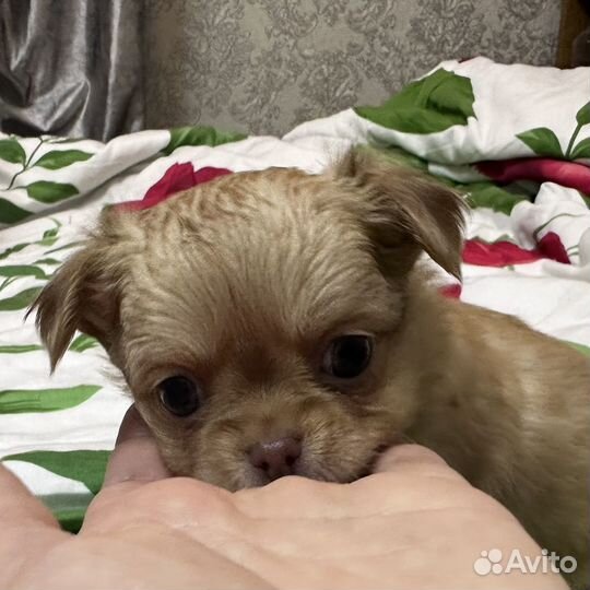 Чихуахуа мини мальчик