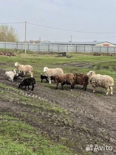 Овцы бараны ягнята оптом