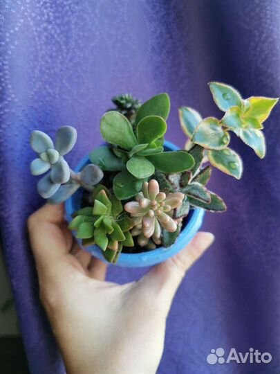 Мини садики из суккулентов, эчеверии, крассулы