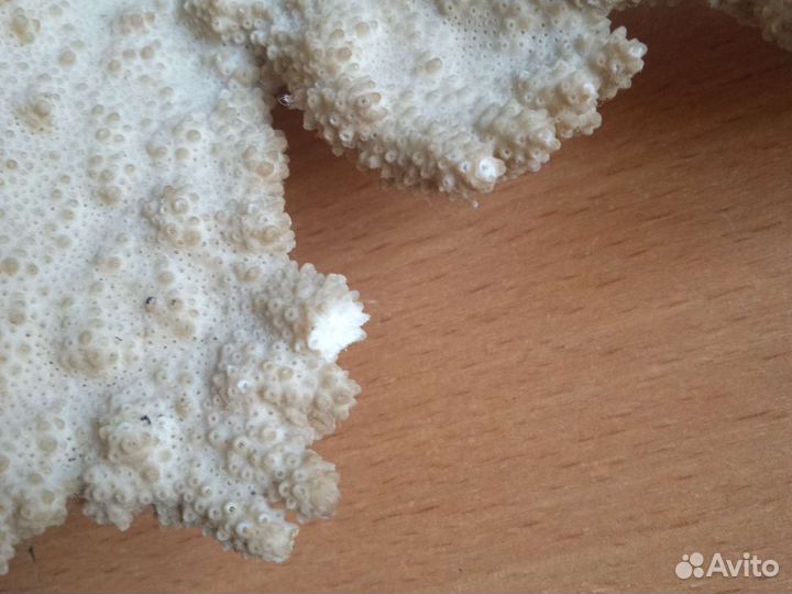 Коралл натуральный, белый, 36*26 см