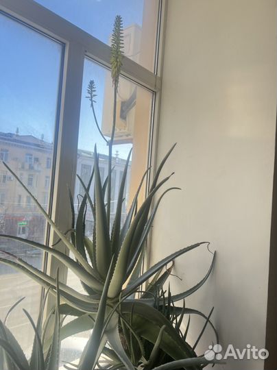 Алоэ вера