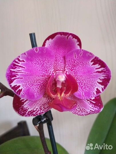 Орхидея фаленопсис редкие сорта