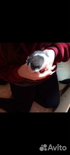 Котята в добрые руки бесплатно