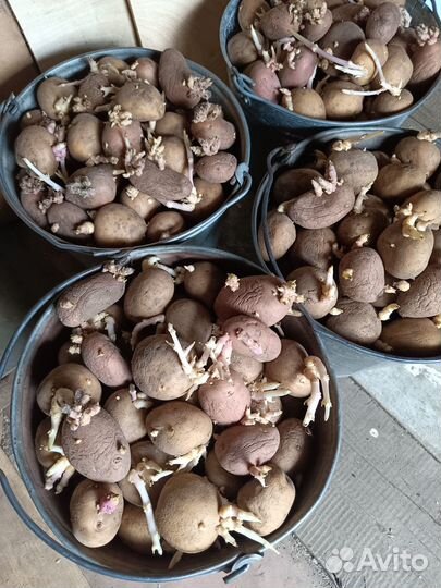 Семенной картофель