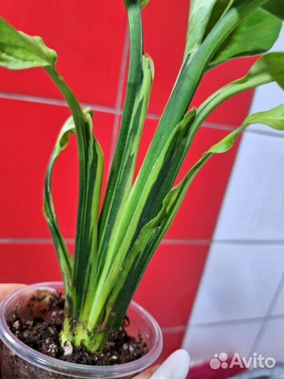 Спатифилум Волшебник