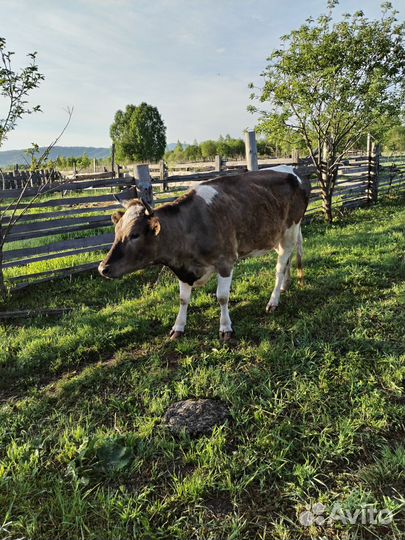 Корова дойная