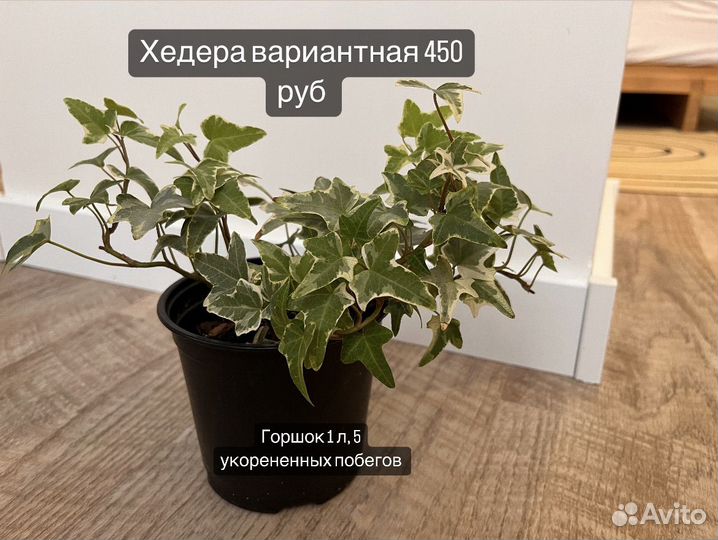 Домашние растения: хедера, каллизия