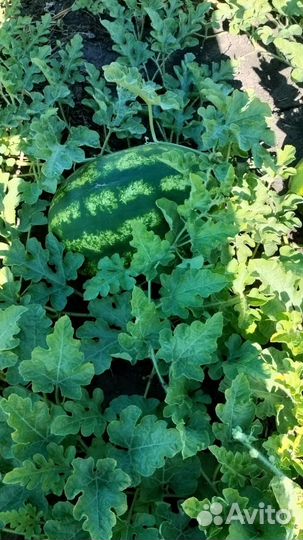 Арбуз с поля