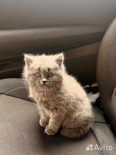 Британские котята