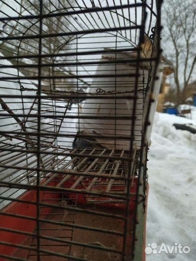 Клетка для крыс