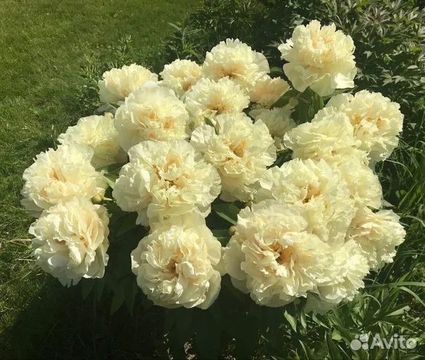 Пионы деленки