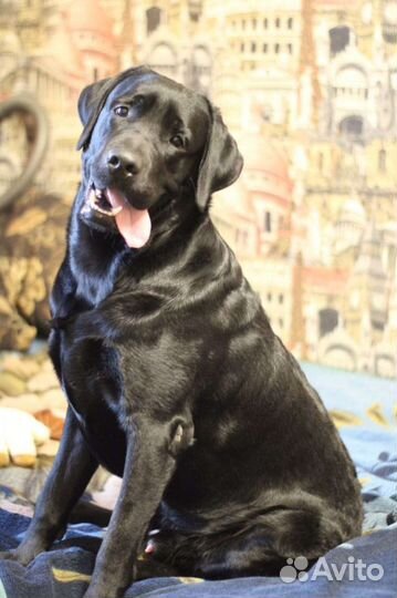 Лабрадор для вязки