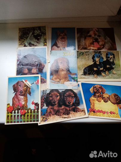 Календари с собаками