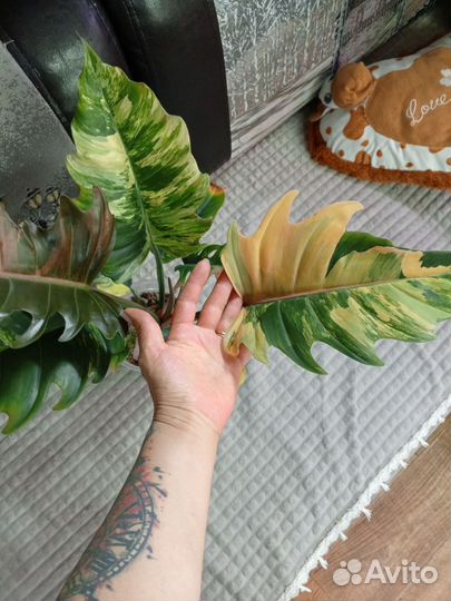 Карамель марбл