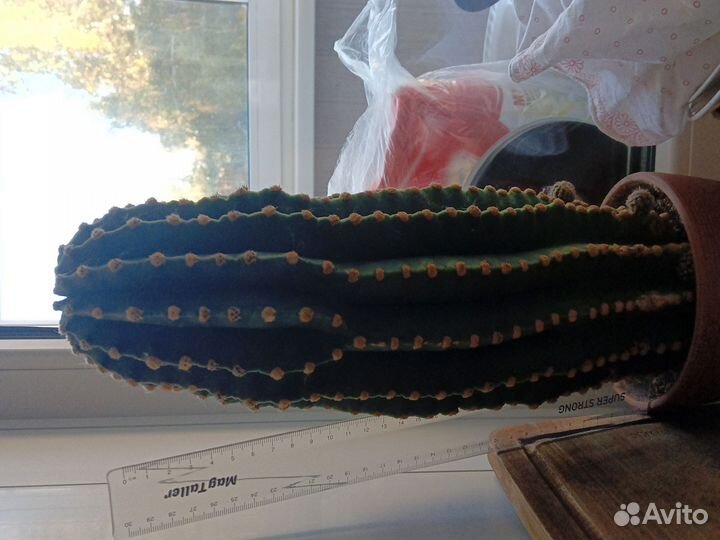 Большой кактус