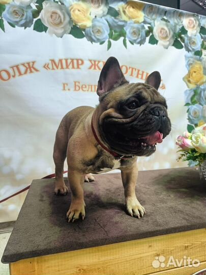 Французский бульдог