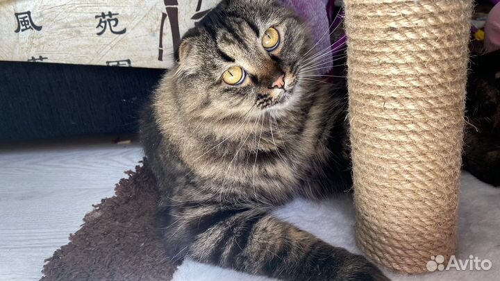 Шикарный кот красавец