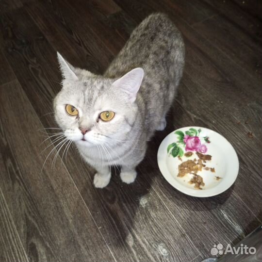 Шатланская кошка