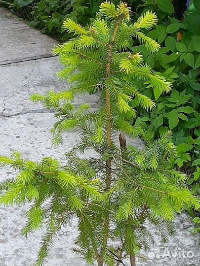 Ель ситхинская