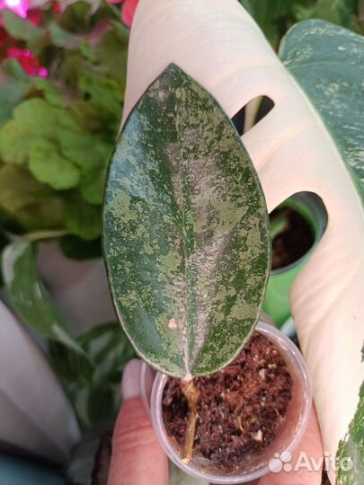 Хойи часть 2