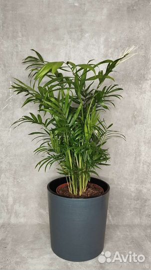 Пальма Хамедорея