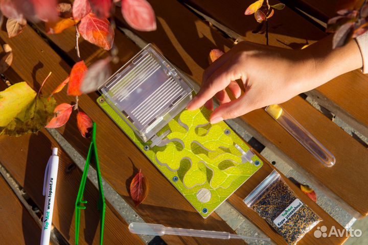 Формикарий/ Подарок для ребенка/ Муравьиная ферма