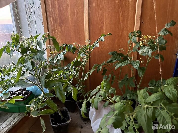 Помидоры домашние черри Кусты