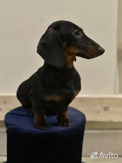 Кроличья такса гладкошерстная