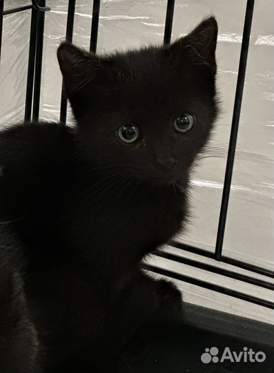 Котенок кошка кот черная в добрые руки бездомная