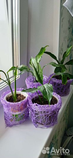 Гиппиаструм