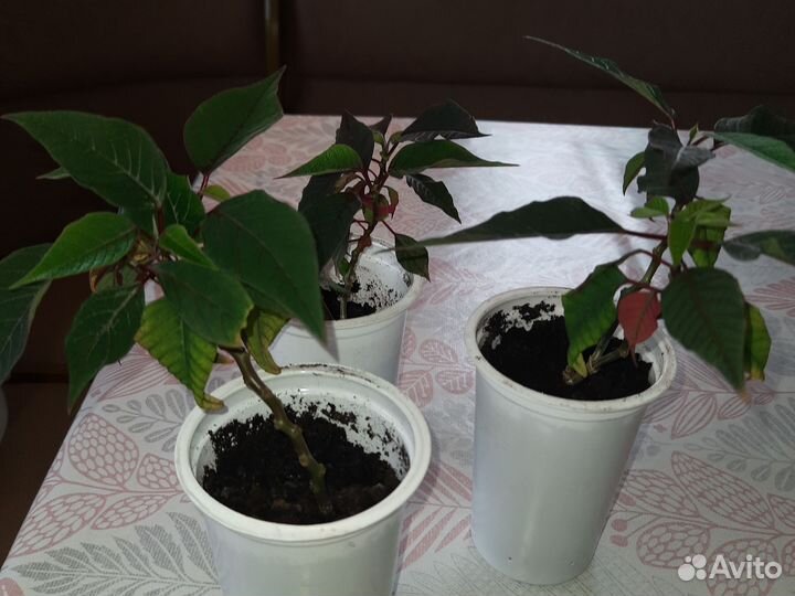 Пуансеттия