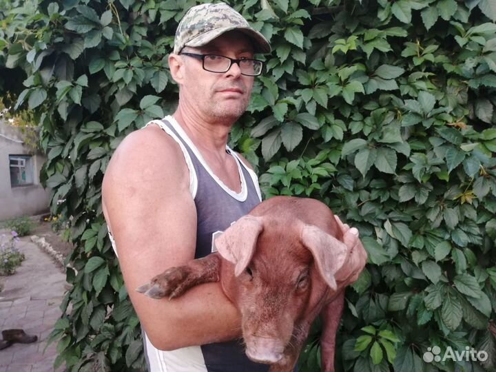 Дюрок (поросята)